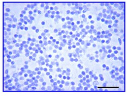 MilliporeSigma anti-Glial Fibrillary Acidic Protein (GFAP) Ab-1; Polyclonal;